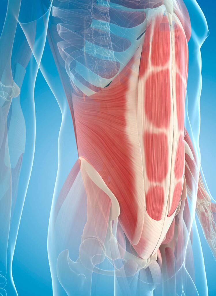 core e pavimento pelvico- alimentazione- nutrizionista torino